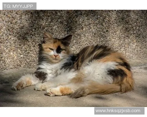 特拉布宗与阿克希萨尔激战正酣谁将赢得这场精彩对决